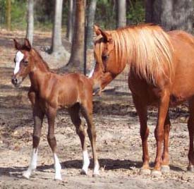 foal