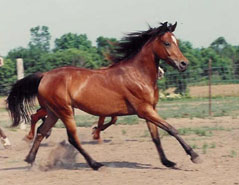 Picture of Horse